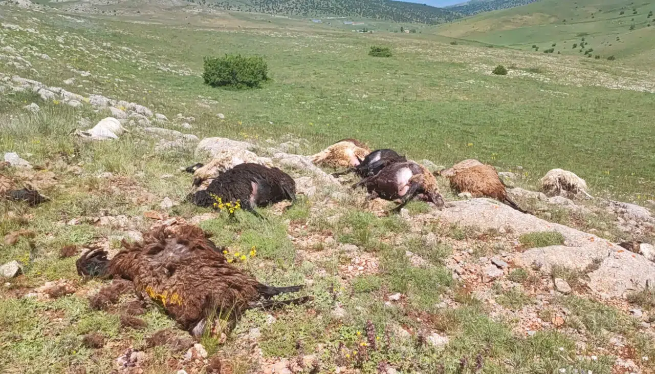 Kelkit’te sel ve yıldırım 19 hayvanın telef olmasına neden oldu