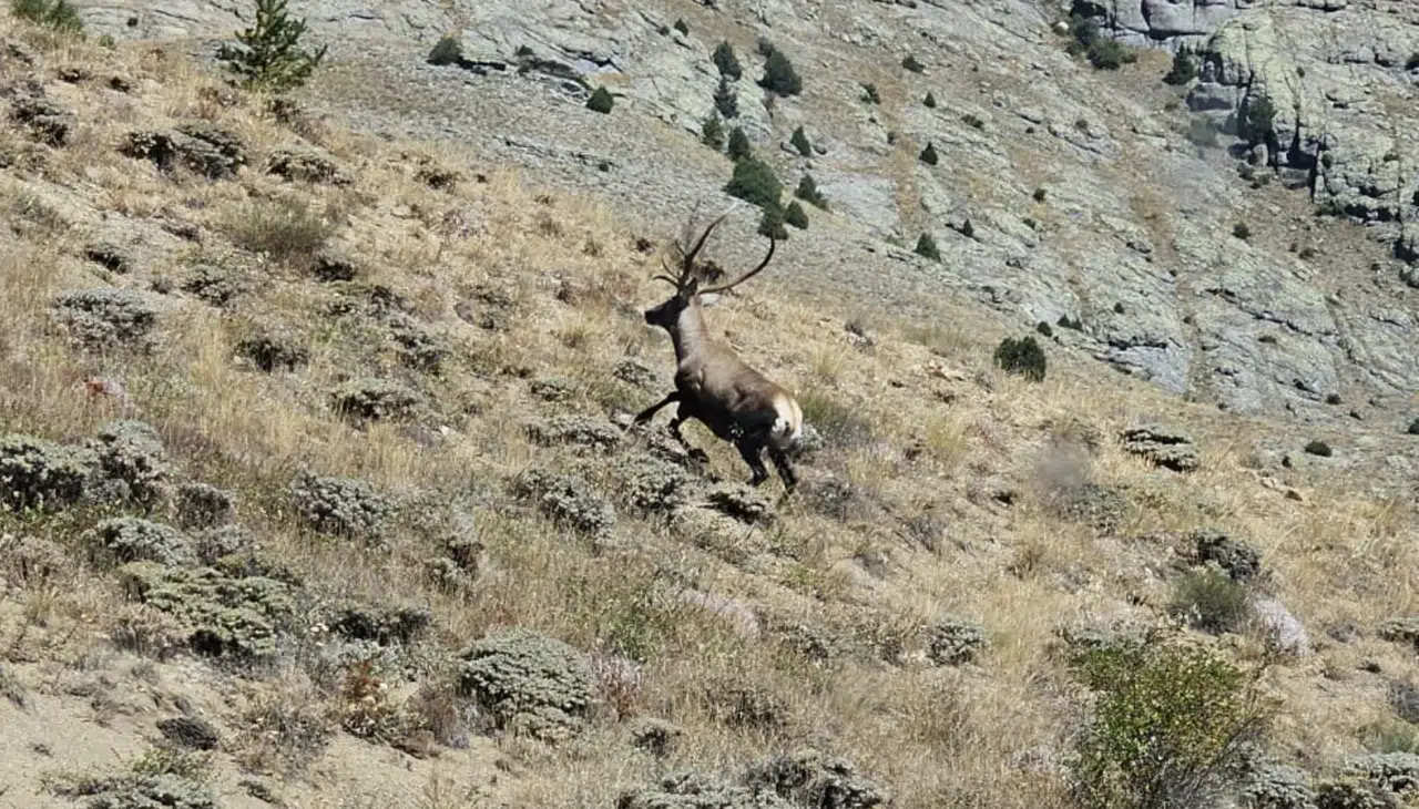 Gümüşhane'de Yaban Hayatı Sevindiren Gelişme: Kızıl Geyikler 40 Kilometre Ötede Görüntülendi!