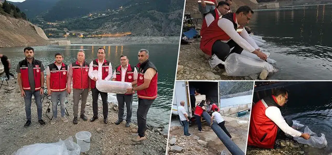 Gümüşhane’de Baraj ve Göletlere 725 Bin Sazan Yavrusu Bırakıldı