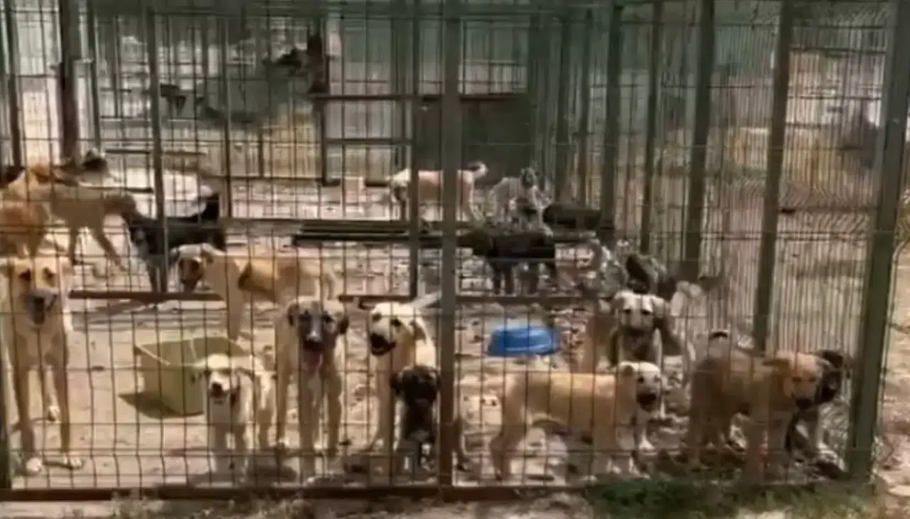 Gümüşhane’de Hayvan Barınağında Ölüm İddiaları: Valilik İnceleme Başlattı, Belediye Açıklama Yaptı