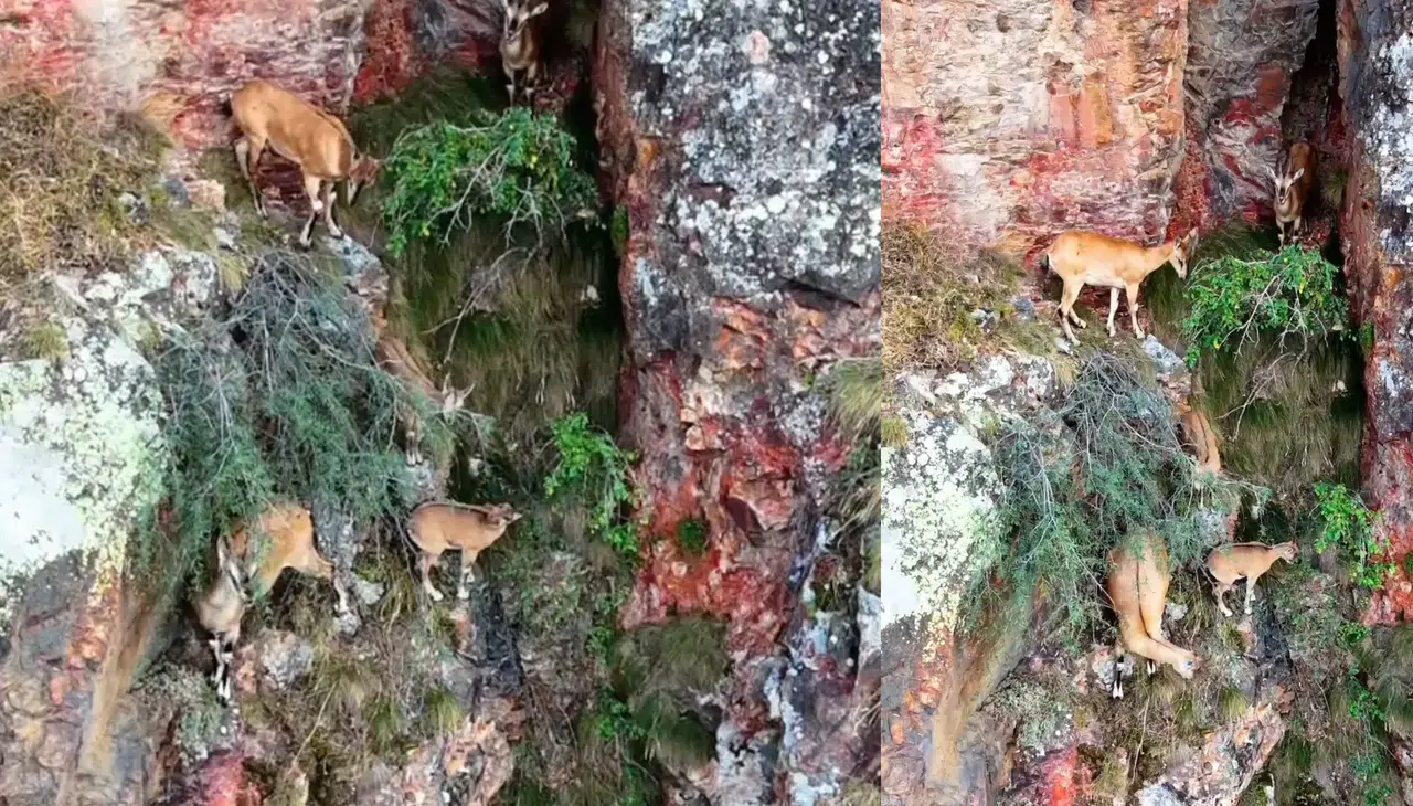 Torul Kalesi’nin Kayalıklarında Yaban Keçileri Görüntülendi