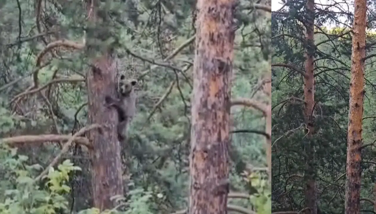 Yavru ayının ağaçtan inişi cep telefonuna yakalandı
