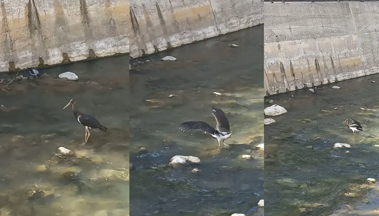 Harşit Çayı’nda Kara Leylek görüntülendi
