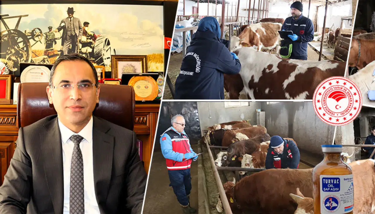 Gümüşhane’de İlkbahar Dönemi Şap Aşılama Kampanyası Başladı