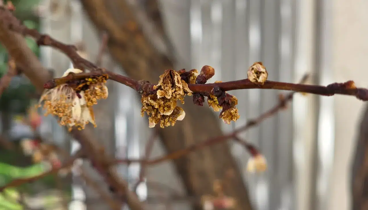 Gümüşhane’de zirai don hafif atlatıldı