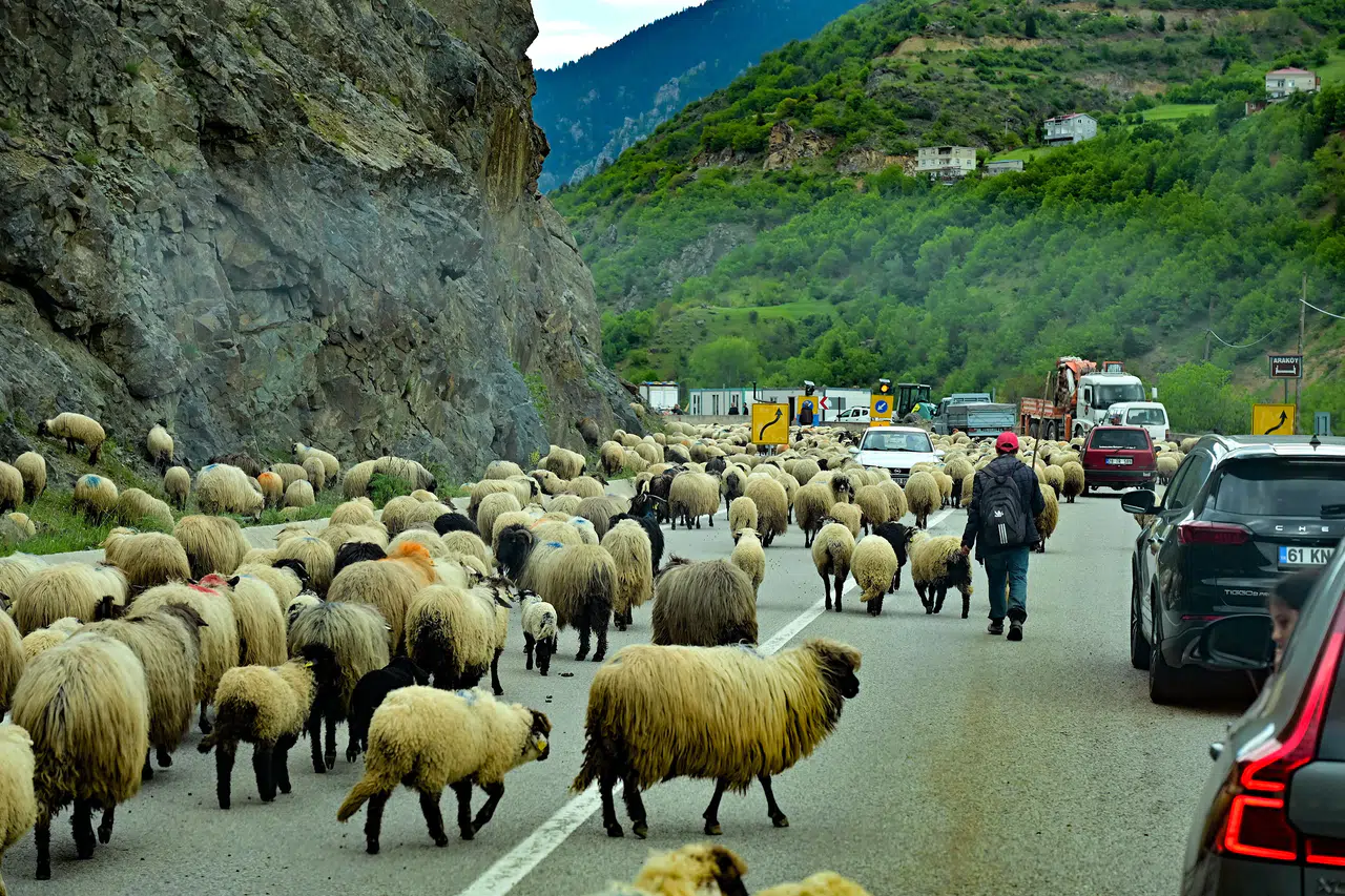 Gümüşhane yaylalarına geleneksel küçükbaş hayvan göçü başladı