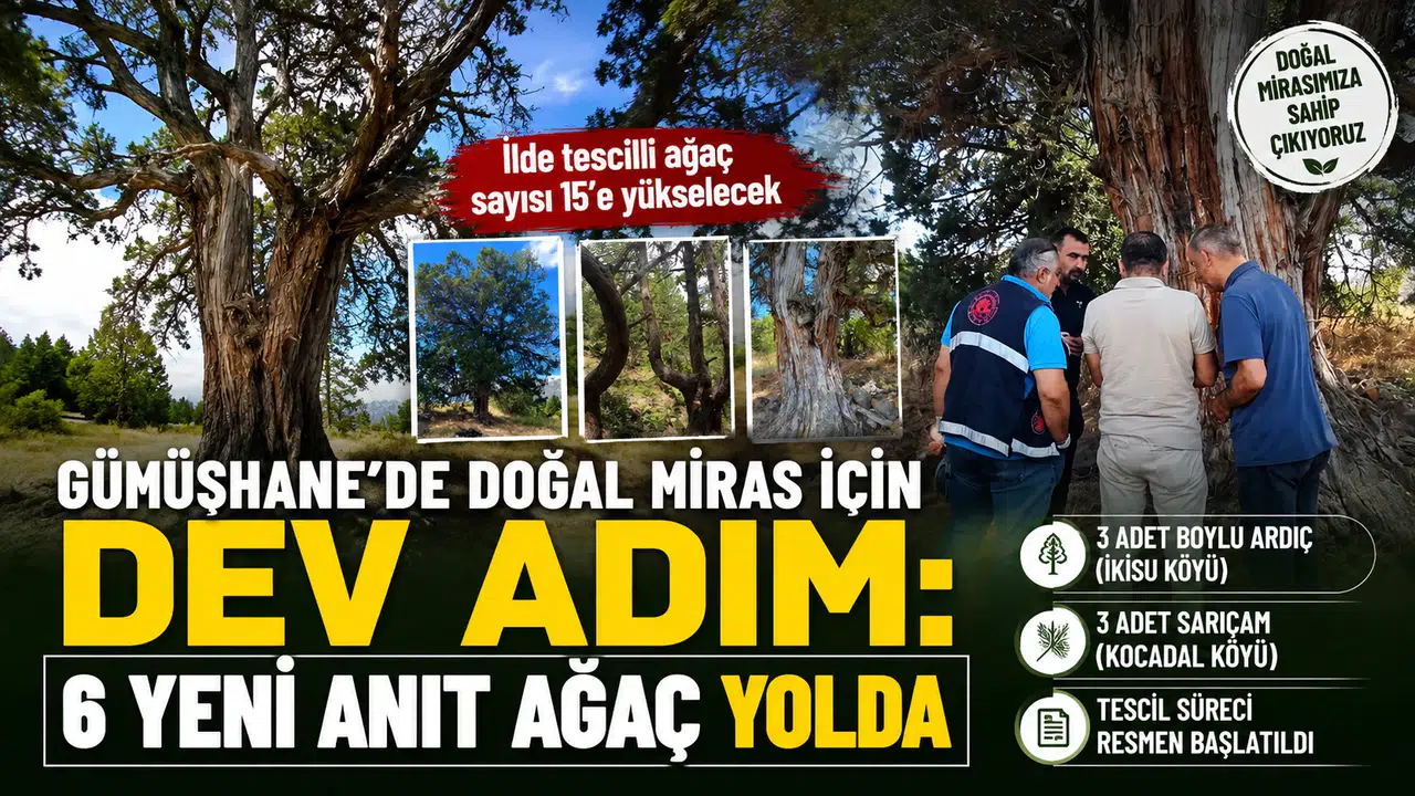 Gümüşhane’de Doğal Miras İçin Dev Adım: 6 Yeni Anıt Ağaç Yolda