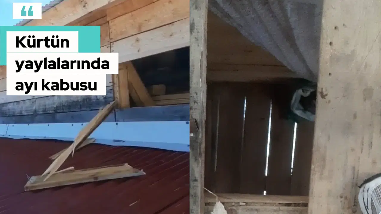 Kış Uykusundan Aç Uyandılar! Gümüşhane'de Yayla Evlerini Paramparça Ettiler