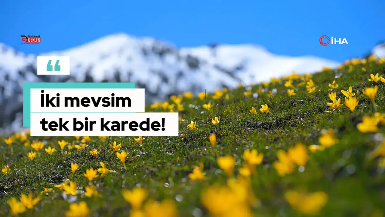 Gümüşhane’de iki mevsim bir arada: Bir yanda kar, bir yanda çiçek
