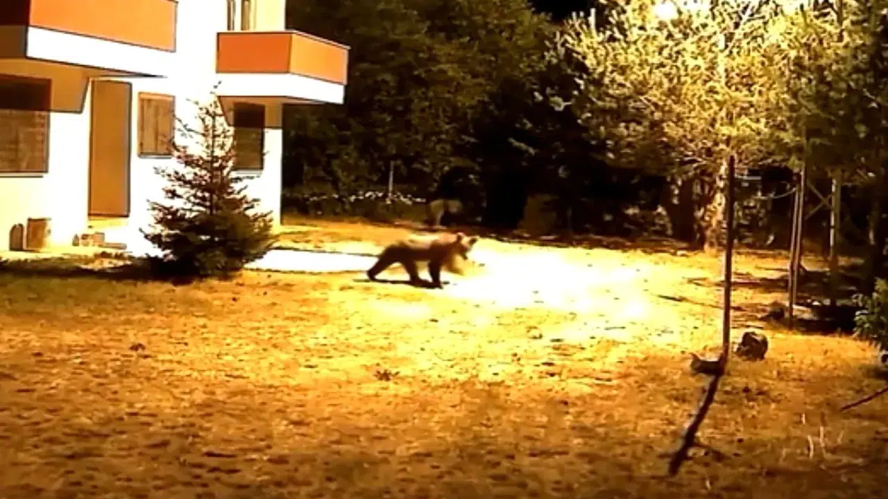 Gümüşhane’de alarm sesine aldırış etmeyen iki ayı görüntülendi