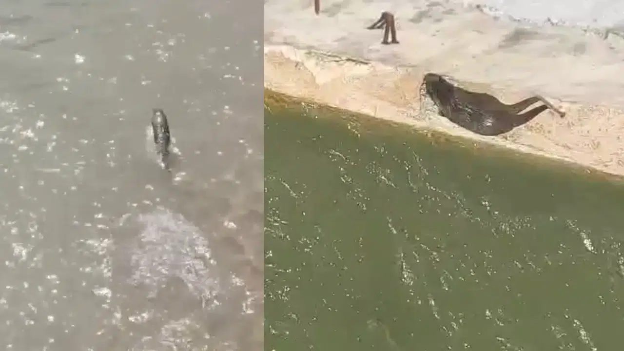 Harşit Çayı'nda Koruma Altındaki Su Samuru Görüntülendi