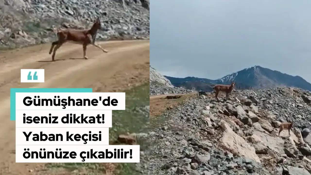 Gümüşhane'de iseniz dikkat! Karşınıza yaban keçisi çıkabilir