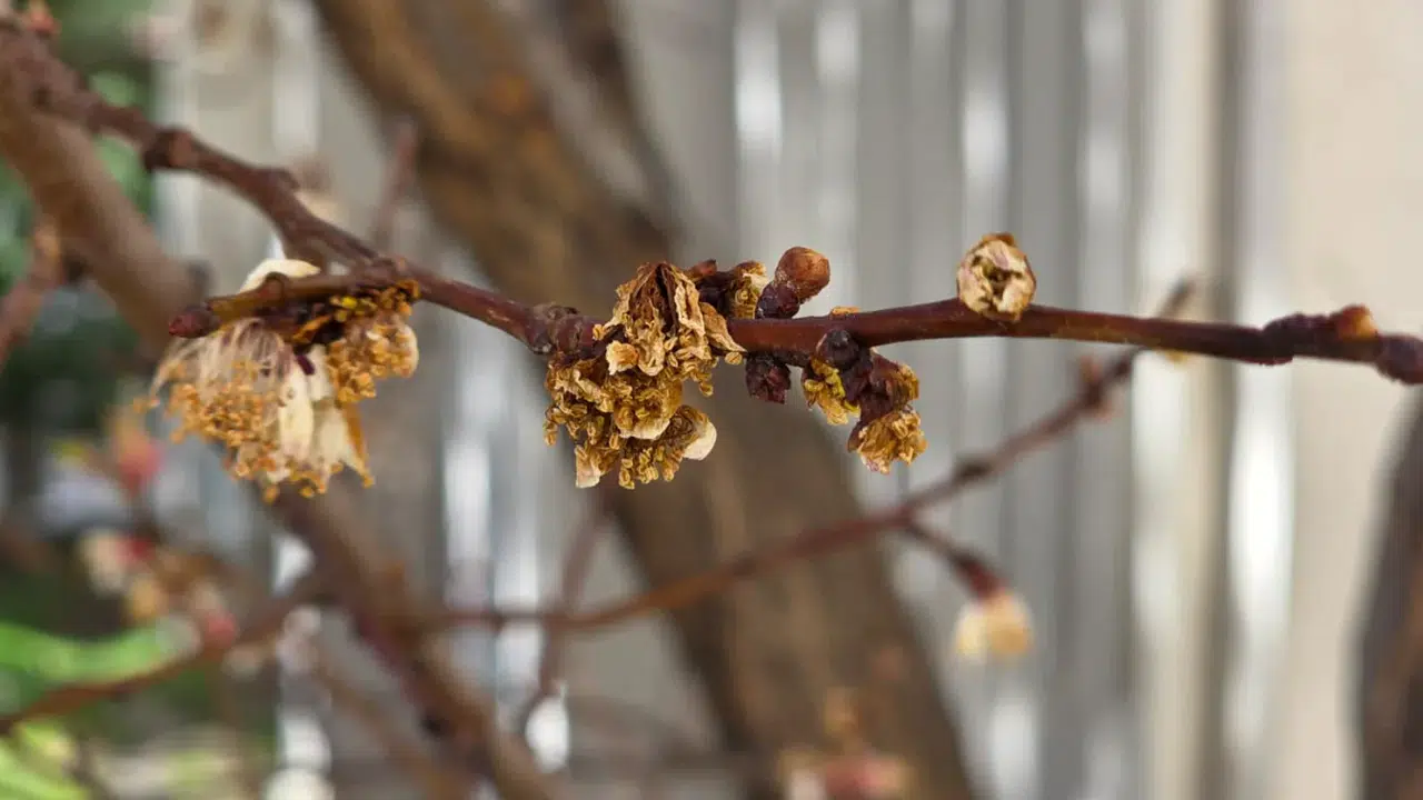 Gümüşhane’de zirai don hafif atlatıldı