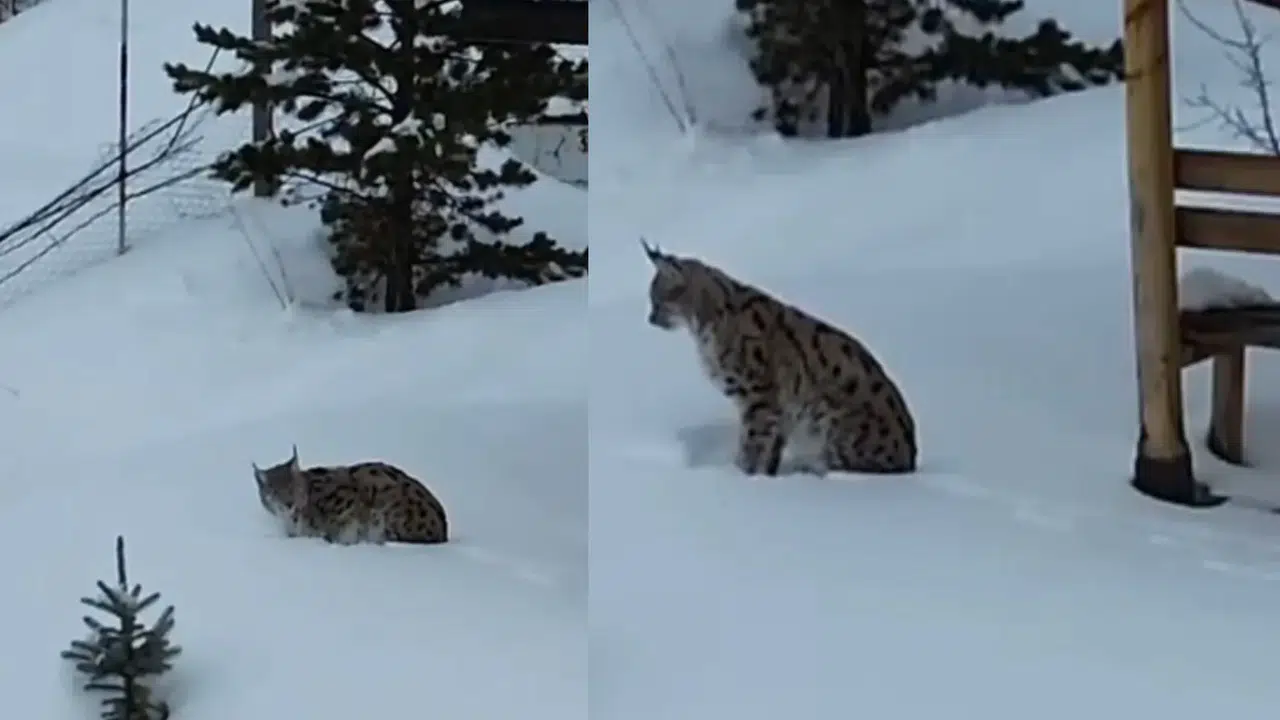 Gümüşhane’nin  Orman Hayaleti  Kar Üstünde Ortaya Çıktı