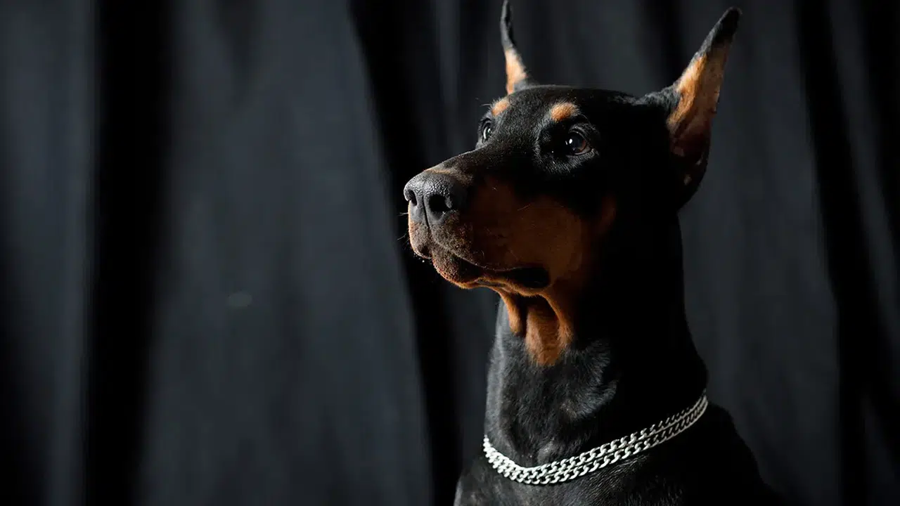 Doberman Fiyatları, Bakımı ve Özellikleri