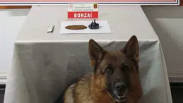 Gümüşhane’de zehir sevkiyatına Jandarma engel oldu