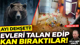 Minarli Yaylası'nda ayı kabusu: Bir gecede evleri talan ettiler