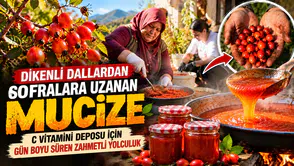 Dikenli Dallardan Sofralara Uzanan Mucize: C Vitamini Deposu İçin Gün Boyu Süren Zahmetli Yolculuk