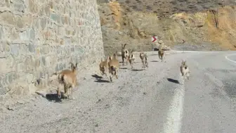 Bahçeli’de doğa şöleni: Yaban Keçileri yavrularıyla görüntülendi