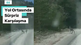 Yol Ortasında Sürpriz Karşılaşma: Gümüşhane’de Vatandaşları Şaşırtan Güzellik!