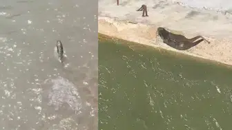 Harşit Çayı'nda Koruma Altındaki Su Samuru Görüntülendi