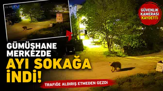Gümüşhane’de şehir merkezinde yiyecek arayan ayı kamerada