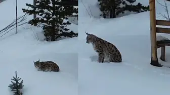 Gümüşhane’nin "Orman Hayaleti" Kar Üstünde Ortaya Çıktı