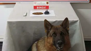 Gümüşhane’de zehir sevkiyatına Jandarma engel oldu