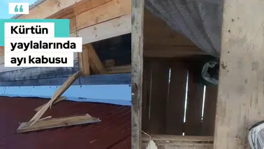 Kış Uykusundan Aç Uyandılar! Gümüşhane'de Yayla Evlerini Paramparça Ettiler