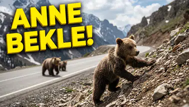 Gümüşhane Yaban Hayatından Tebessüm Ettiren Kareler: Anne Ayı ve Yavruları Kamerada