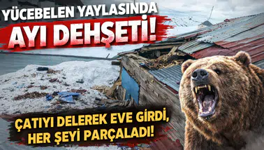 Gümüşhane yaylarında ayı dehşeti devam ediyor