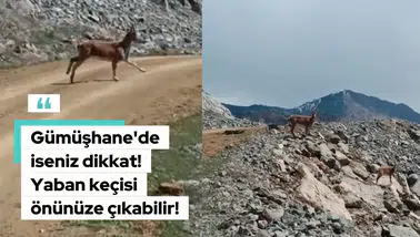 Gümüşhane'de iseniz dikkat! Karşınıza yaban keçisi çıkabilir