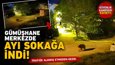 Gümüşhane’de şehir merkezinde yiyecek arayan ayı kamerada