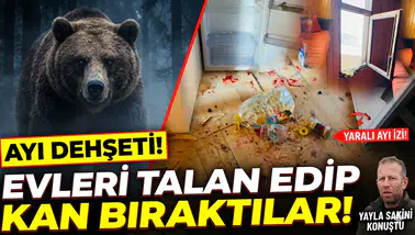 Minarli Yaylası'nda ayı kabusu: Bir gecede evleri talan ettiler