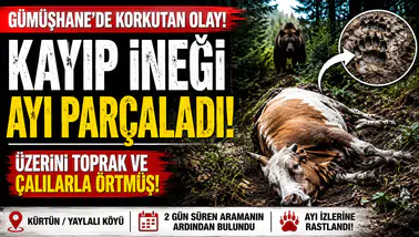 Kürtün'de İki Günlük Arama Dehşetle Bitti: Kayıp İneği Ayı Parçaladı