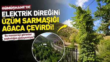 İlk Bakışta Ağaç Sanıyorlar: Gümüşhane'deki Bu Direğin Asıl Gerçeğini Görenler Şaşırıyor!