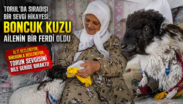 Torul'da Sıradışı Bir Sevgi Hikayesi: Boncuk Kuzu Ailenin Bir Ferdi Oldu