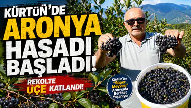 Kürtün’ün "Süper Meyvesi" Aronyada Hasat Bereketi Yaşandı