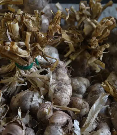 "Silve Sarımsağı"nda tescil için ilk adım atıldı