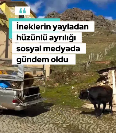 İneklerin hüzünlü ayrılığı sosyal medyada gündem oldu