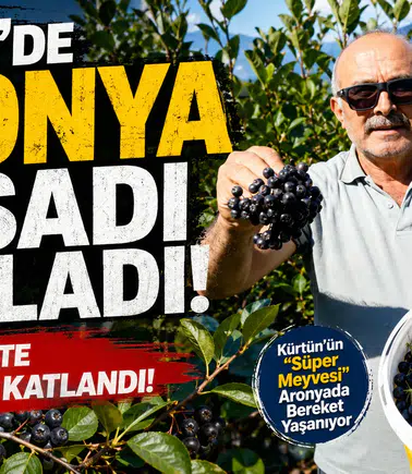 Kürtün’ün "Süper Meyvesi" Aronyada Hasat Bereketi Yaşandı