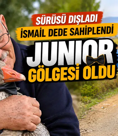 Gümüşhane'de dışlanan kaz "Juniour" İsmail Dede'nin gölgesi oldu