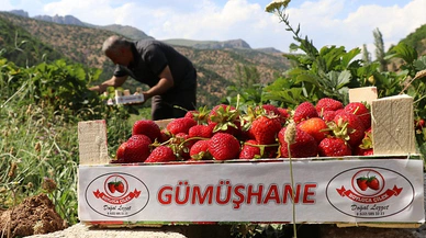 Gümüşhane’de çilek bereketi