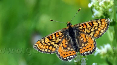 Gümüşhane'de 181 Tür Kelebek Var