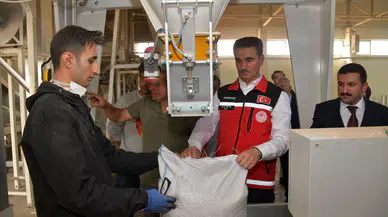 Vali Baruş, Kelkit’te traktörle fasulye hasadı yaptı