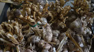 "Silve Sarımsağı"nda tescil için ilk adım atıldı