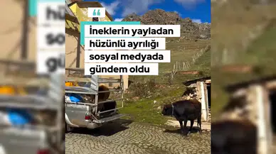 İneklerin hüzünlü ayrılığı sosyal medyada gündem oldu