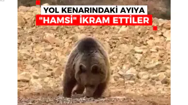 Yol kenarındaki ayıya 'Hamsi Ziyafeti' verdiler