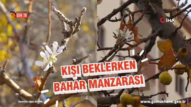 Gümüşhane'de doğa kışı unuttu: Elma ağacı Kasım ayında çiçek açtı