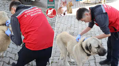 Kedi ve Köpek Sahiplerine Hatırlatma: Dijital Kimlik İçin Son Tarih Yaklaşıyor